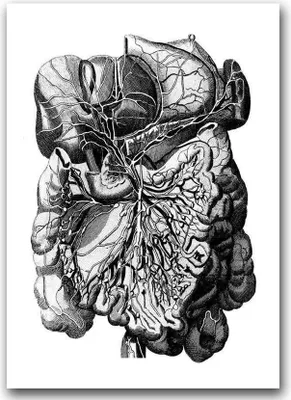 Produktbild von Poster - Canvas - Leinwand - 59,4 cm x 84,1 cm - Fotoposter - Leinwandkunst - Menschlicher anatomischer Muskel Druck
