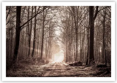 Produktbild von Poster - Poster ohne Rahmen - Wald Straße Baum - 100x70 cm - Wand Bild - Wanddeko - Wandbilder - Kunstposter - Wandposter - Bilder - Kunstdruck - Wanddekoration - Wandbild - P2XAA100x70-3620