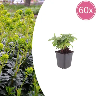 Immagine prodotto di Euphorbia amygdal. robbiae | 60 pezzi - 10-25cm - Ø9cm - Pianta da giardino