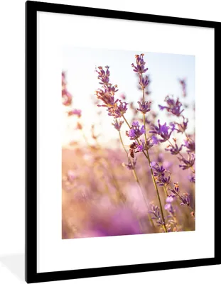 Produktbild von MuchoWow® Gerahmtes Poster Lavendel - Nahaufnahme - Sonne - Blumen - Lila 60x80 cm - Poster mit Schwarzem Bilderrahmen Wandposter Rahmen Foto Bilder - Wohnzimmer - Dekorationen - Prämie