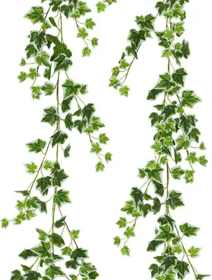 Immagine prodotto di Ghirlanda di vite artificiale verde da 71 pollici - Foglie di edera artificiale inodore - Piante decorative artificiali