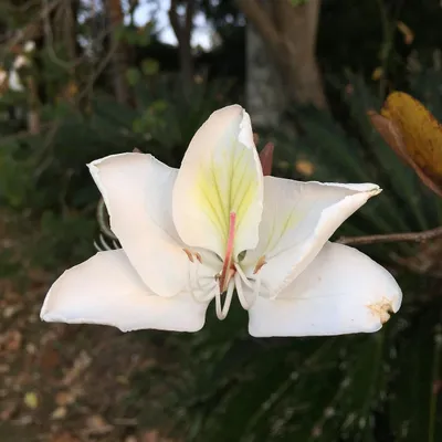 Produktbild von Weißer Orchideenbaum (Bauhinia variegata 'candida') - 5 Samen