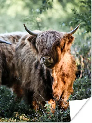 Produktbild von MuchoWow® Poster Schottische Highlander - Wald - Tiere 90x120 cm - Wohnzimmer