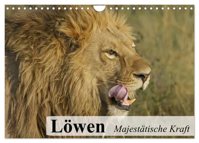 Produktbild von Löwen. Majestätische Kraft (Wandkalender 2027 DIN A4 quer), CALVENDO Monatskalender