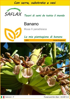 Immagine prodotto di SAFLAX Insieme di coltivazione - Banano  - 10 semi - Musa