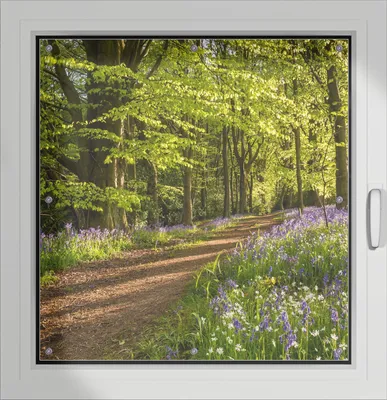Produktbild von Wallario Lichtschutzbild, Dekorativer Sichtschutz Sonnenschutz 96 x 93 cm mit Motiv: Blaues Hasenglöckchen im Sommerwald - Verdunklung ohne Bohren