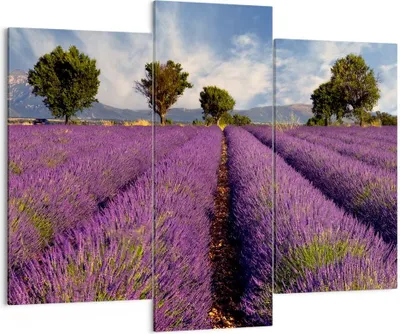 Produktbild von Bild auf Leinwand - Leinwandbild - Landschaft Wiese Pflanzen - 130x100cm - Wand Bild - Wanddeko - Leinwanddruck - Bilder - Kunstdruck - Wanddekoration - Leinwand bilder - Wandkunst - CB130x100-0128
