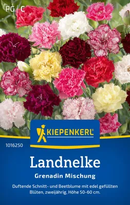 Produktbild von Kiepenkerl Landnelkensamen Grenadin 50 Pflanzen