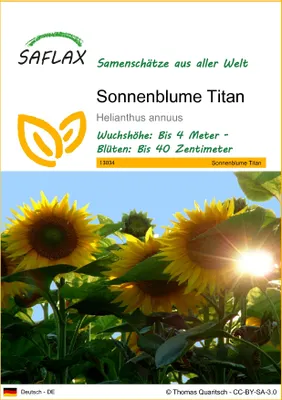Produktbild von SAFLAX - Sonnenblume Titan - Helianthus annuus - 20 Samen