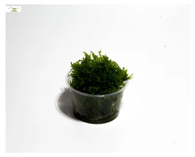 Produktbild von Christmas Moos - Vesicularia montagnei - Portion