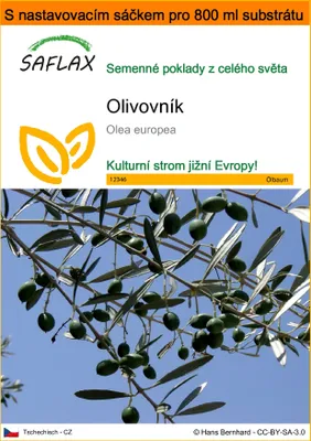 Obrázek produktu pro SAFLAX Garden in the bag - olivovník - Olea europea - 20 Semena - S pěstebním substrátem v praktickém samovztyčovacím sáčku