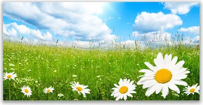 Produktbild von Glasbilder 140x70 Wandbild Druck auf Glas Gänseblümchen Gras Natur