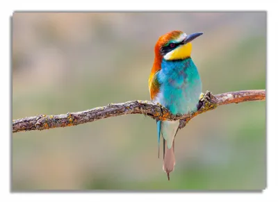 Produktbild von Wallario Poster - Vogel auf Ast, Kunstdruck Größe: 70 x 100 cm