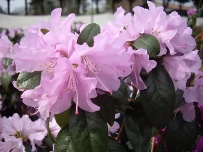 Produktbild von Rhododendron / Alpenrose Praecox - Rhododendron Praecox - Vorfrühlings-Alpenrose 30-40cm