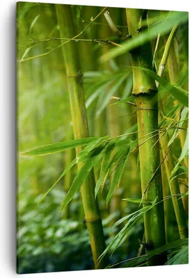 Produktbild von Bild auf Leinwand - Leinwandbild - Einteilig - Bambus Pflanze - 50x70cm - Wand Bild - Wanddeko - Wandbilder - Leinwanddruck - Kunstdruck - Wanddekoration - Leinwand bilder - Wandbild - PA50x70-3558