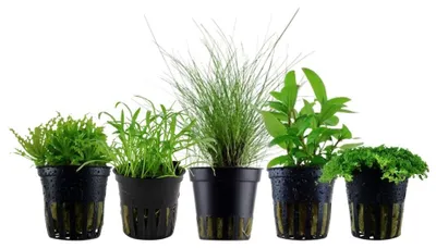 Produktbild von Pflanzen Set mit 5 Vordergrund Topf Aquarium Wasserpflanzen AquaOne Nr.202