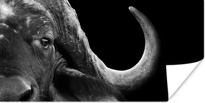 Produktbild von MuchoWow® Poster Büffel - Tiere - Schwarz - Weiß 160x80 cm - Foto Poster