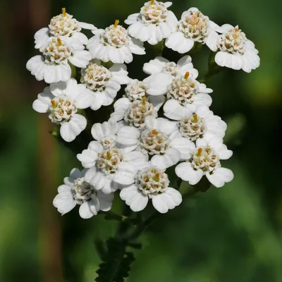 Immagine prodotto di 6 x Achillea millefolium - vaso 9cm x 9cm