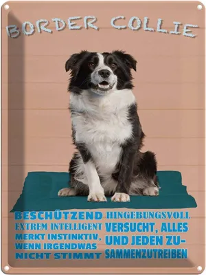 Produktbild von vianmo Blechschild 40x30 cm Border Collie Hund intelligent