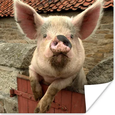 Produktbild von MuchoWow® Poster Schwein - Rosa - Tier 50x50 cm - Wohnzimmerdekoration