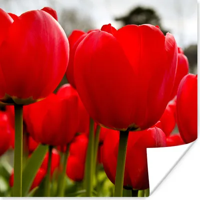 Produktbild von MuchoWow® Poster Nahaufnahme von roten Tulpen 50x50 cm - Wohnzimmerdekoration