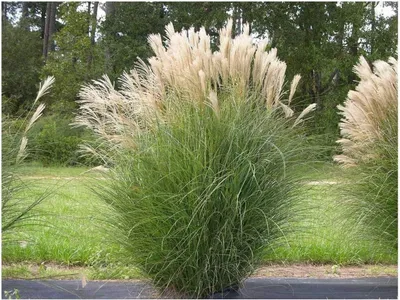 A large ornamental grass plant with feathery plumes in a garden setting.