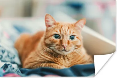 Produktbild von MuchoWow® Poster Katze - Kleidung - Schrank 60x40 cm - Schlafzimmerdekoration
