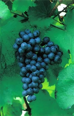 Produktbild von Vitis vinifera Paradiestraube Weinrebe große blaue Beeren veredelt & Neuaustrieb
