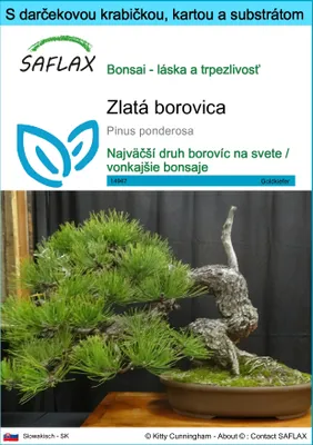 Obrázok produktu pre SAFLAX Darčeková sada - zlatá borovica - Pinus ponderosa - 20 Semená - S darčekovou krabičkou, prepravným štítkom, darčekovou kartou a pestovateľským médiom