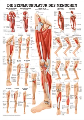 Produktbild von Die Beinmuskulatur Poster Anatomie 70x50 cm medizinische Lehrmittel