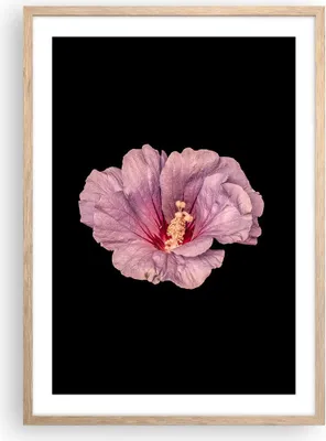 Produktbild von Gerahmtes Poster - Rahmen in heller Eiche - Hibiskus Blume Rosa - 50x70 cm - Wand Bild - Wanddeko - Wandbilder - Kunstposter - Wandposter - Bilderrahmen - Bilder - Kunstdruck - P2NPA50x70-4481