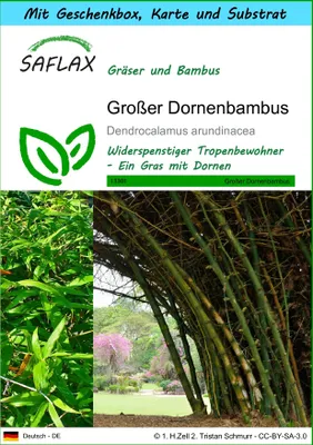 Produktbild von SAFLAX - Geschenk Set - Gräser-Bambus-Großer Dornenbambus - 50 Samen - Mit Geschenk- / Versandbox, Versandaufkleber, Geschenkkarte und Anzuchtsubstrat - Dendrocalamus arundinacea
