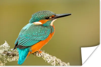 Produktbild von MuchoWow® Poster Eisvogel - Tiere - Vogel 120x80 cm - Bilder