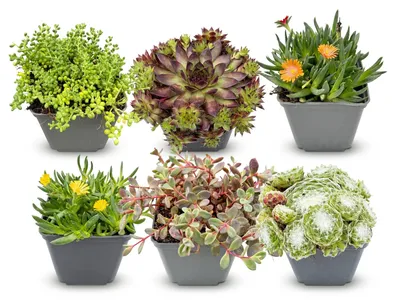 Image de 6x - Alpine mix - Ø7cm - ↕10-12cm