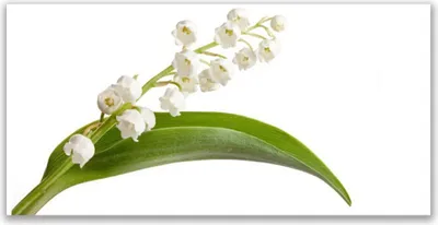 Produktbild von Acrylglasbilder 120x60 Wandbild Druck Blumen Pflanzen