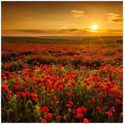 Produktbild von Wallario Wandbild aus Acryl, 50 x 50 cm, freischwebende Optik - Mohnblumenwiese bei Sonnenuntergang am Abend