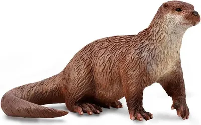Immagine prodotto di Lontra