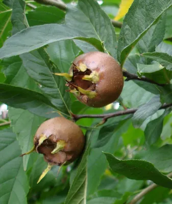 Image de Mespilus germanica / Néflier d'Allemagne