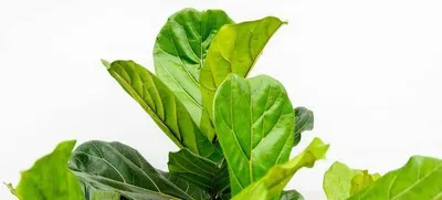 Produktbild von Geigen-Feige – Ficus Lyrata – Zimmerpflanze 220cm – Ø40cm – XXL-Designpflanze mit großen geigenförmigen Blättern – Exklusive Kübelpflanze für Wohnzimmer, Büro & Wintergarten – Pflegeleicht