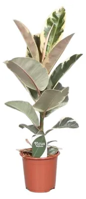 Obrázek produktu pro Gardners Ficus elastica Tineke, průměr 17 cm