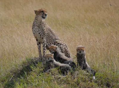 Produktbild von 3 D Ansichtskarte Geparde, Postkarte Wackelkarte Hologrammkarte Tier, Gepard mit Babys
