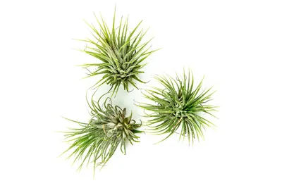 Obrázok produktu pre Gardnerova Tillandsia ionantha zelená