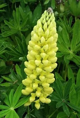 Immagine prodotto di 6 x Lupinus hybr. 'Chandelier' - Lupino - vaso 9 x 9 cm