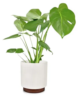 Zdjęcie produktu dla Doniczka - Matowa Biała z Drewnianą Podstawą - 25 cm