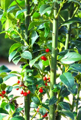Obrázok produktu pre Ilex Heckenfee 30 - 40 cm Ilex Meserveae vždyzelený