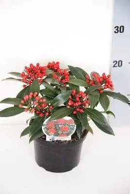 Obrázok produktu pre Skimmia jap. 'Reevesiana' - Skimmia japonská 20- 25 cm - Kontajner