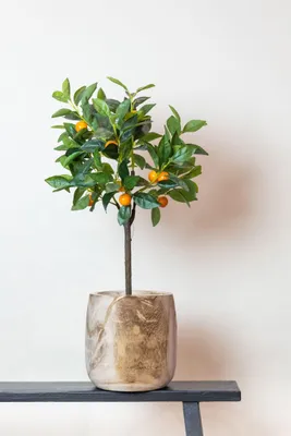 Obrázok produktu pre Umelá rastlina - Citrus Sinensis - Pomarančovník - 75 cm