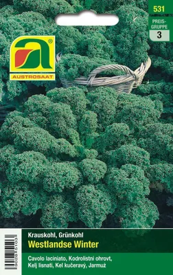 Produktbild von Krauskohl Westlandse Winter | Krauskohlsamen von Austrosaat