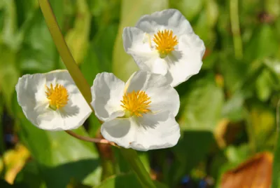Zdjęcie produktu dla Sagittaria latifolia, Pfeilkraut, ok. 9x9 cm Topf