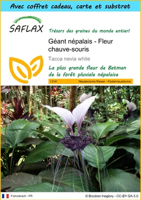 Image de SAFLAX Ensemble-cadeau - Géant népalais - Fleur chauve-souris - 10 graines - Tacca